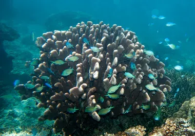 chromis coral reef ocean acidification global warming climate change